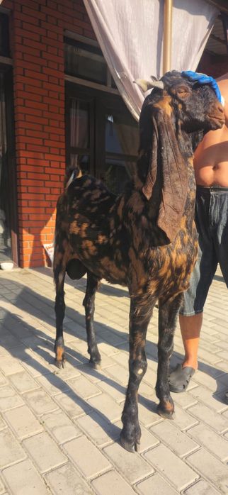 Камори козлик!!!