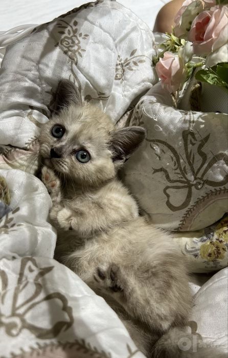 Пушистые котята!