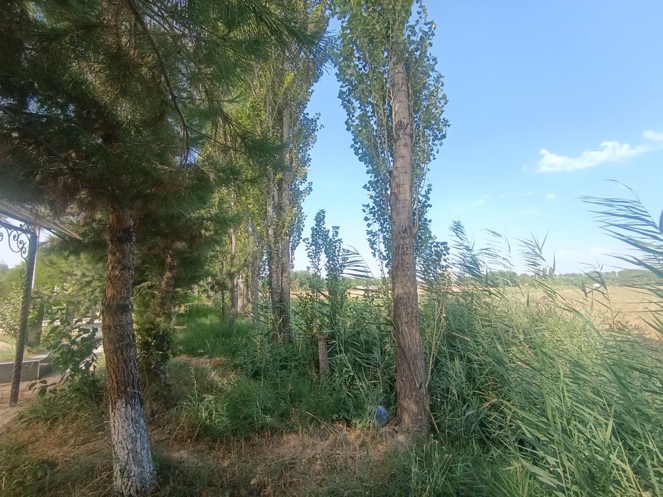 Teraklar toʻsinlar sotiladi