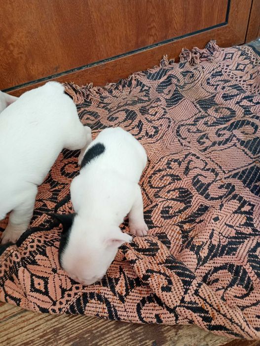 Френски булдог кученца