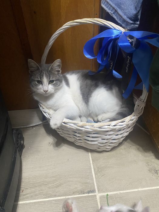 Подарявам малки котета.