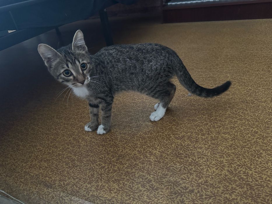 Отдам кота в добрые руки