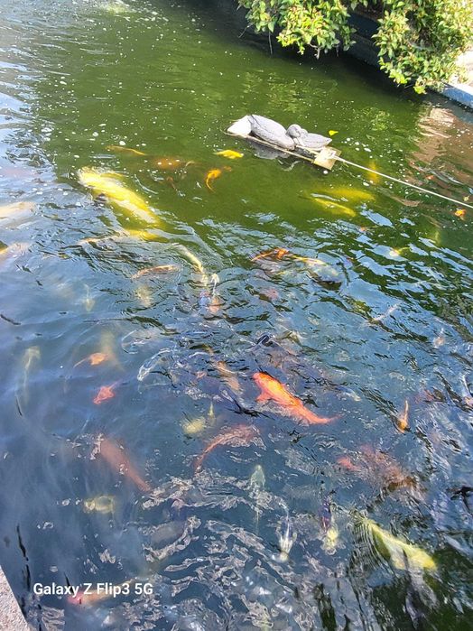 Pești Koi blânzi (mănâncă din palmă) – Diverse varietăți – Iași
