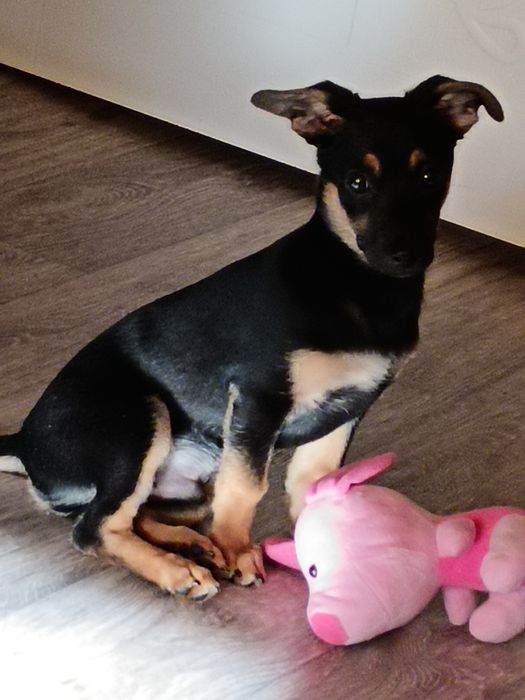 Отдам пинчира даром