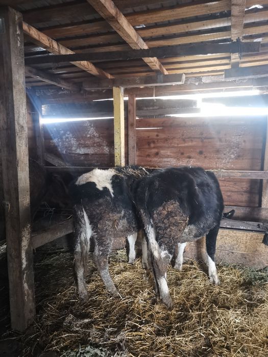 Vand 2 vitele de rasa