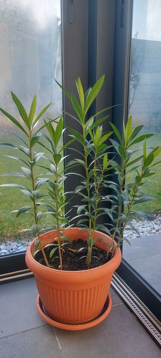 Leandru roz deschis, peste 60 cm, pret 20 lei firul