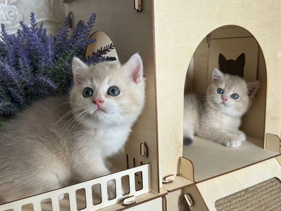 Синие глазки