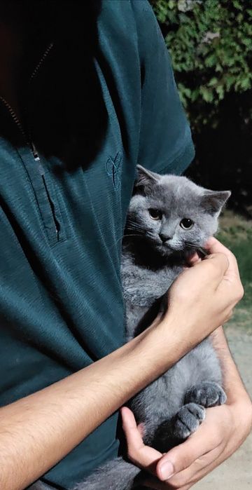 Скотиш страйт мальчик и девочка
