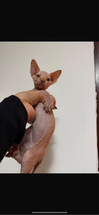 Sphynx fetite pui isi cauta o familie