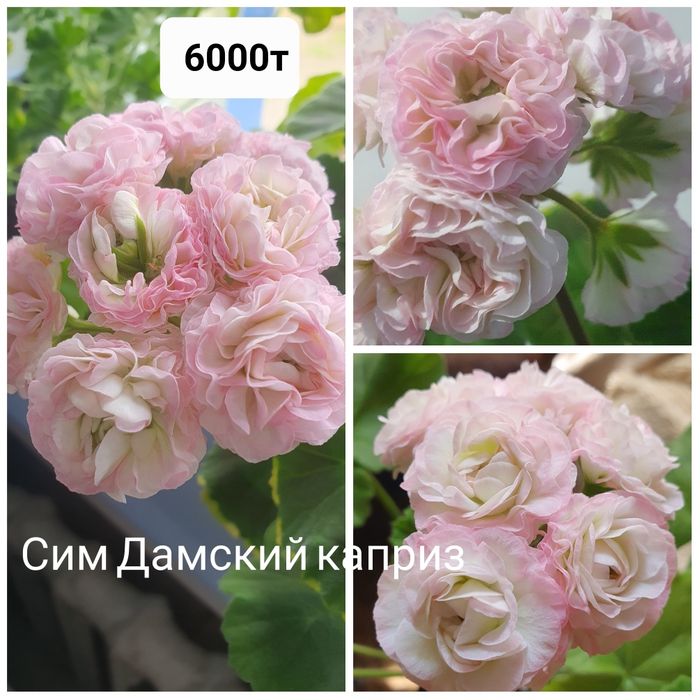 Сортовые пеларгонии