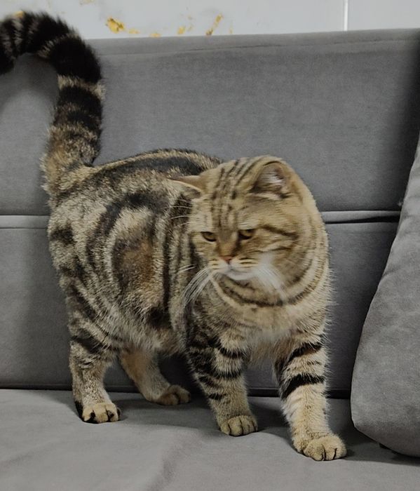 Котята Элитные от "Golden Fox "