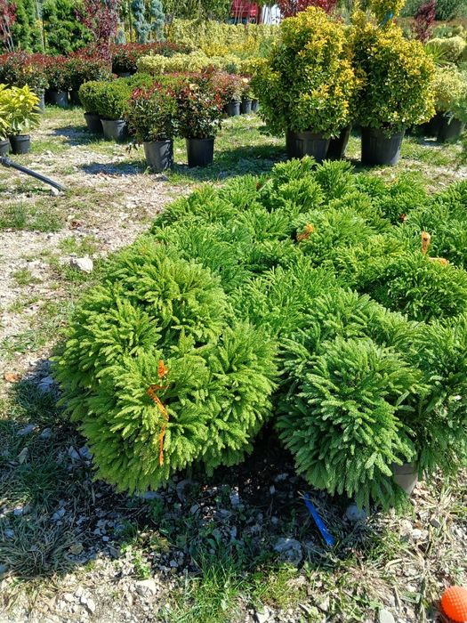 Tuia smaragd și leylandi transport în toată țara oferta toamnei