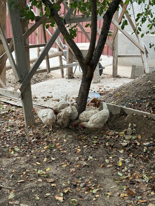 Куры несушки фабричные