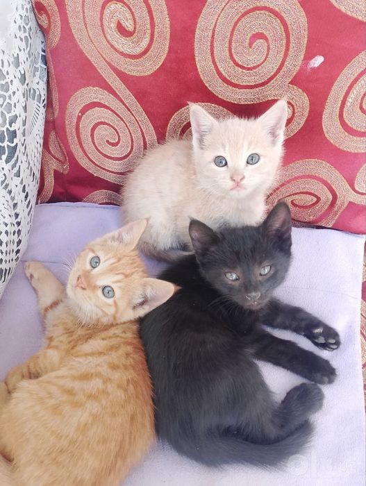 Котята бесплатно
