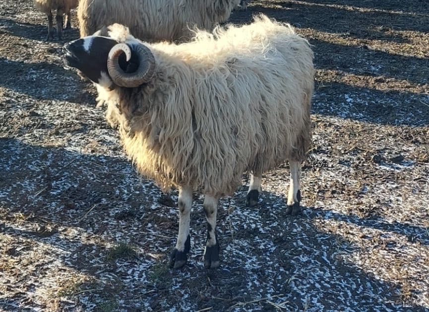 Berbec breaz de vanzare