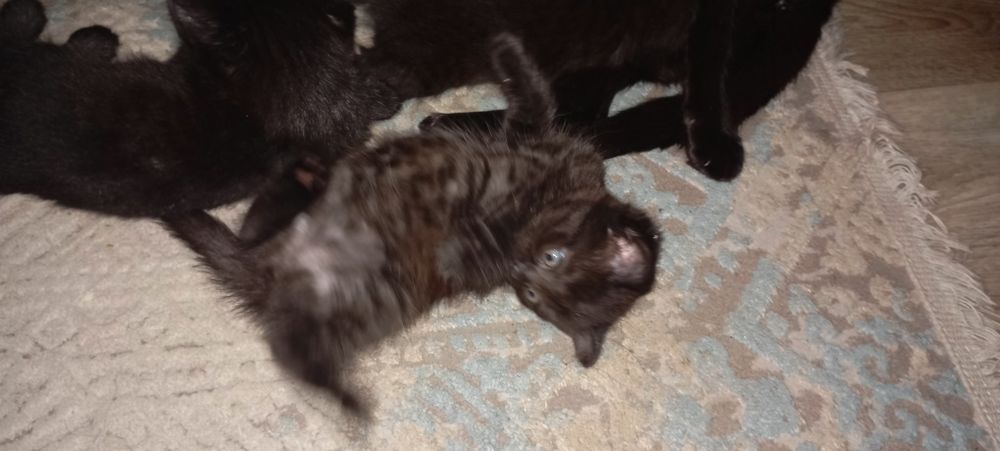 Отдам котят вислоухих шотландцев девочки