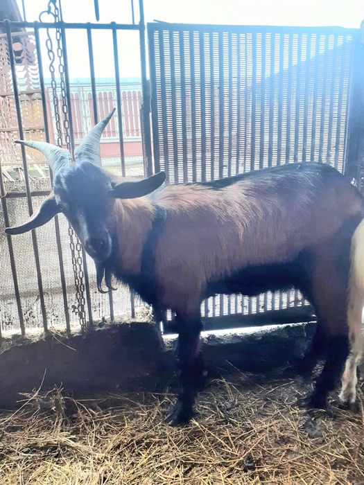 Țap din rasa  alpine franceze!