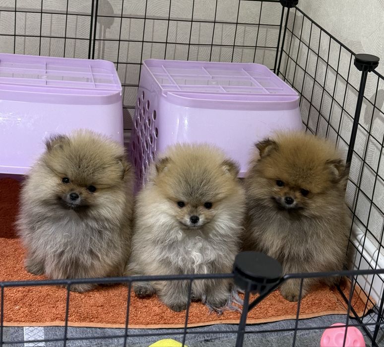 Померанский шпиц