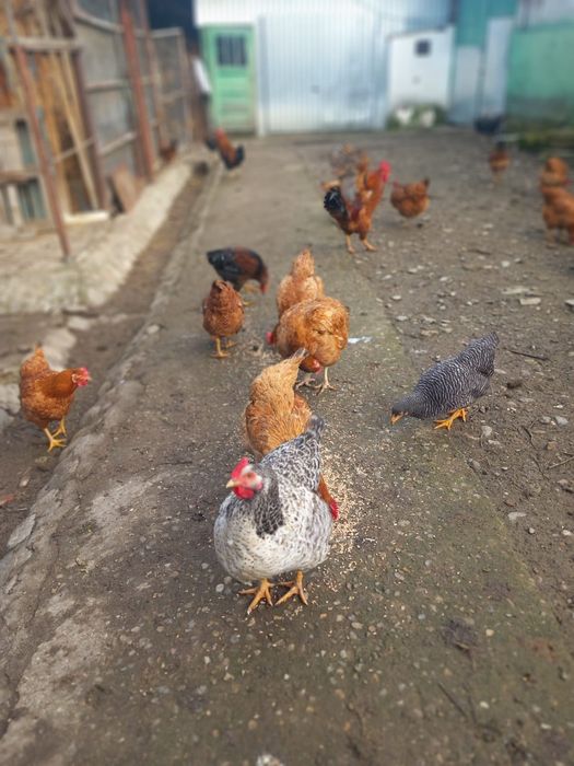 Vând cocosi ,detalii în privat