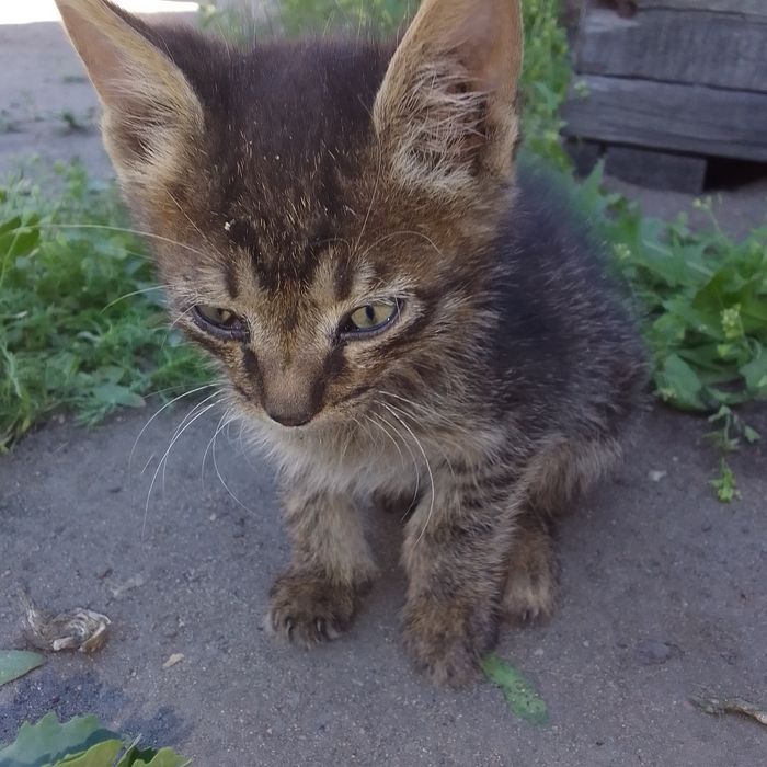 Отдам котят в хорошие руки
