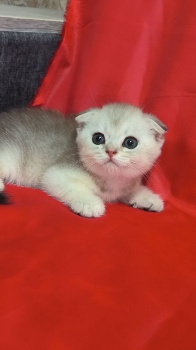 Продам котят вислоушек