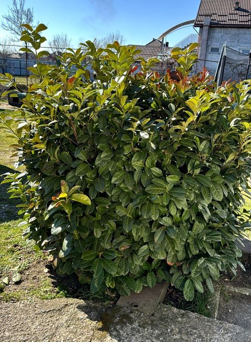 Laur Englezesc NOVITA 60-80cm - Ramificat - Prumus Laurocerasus