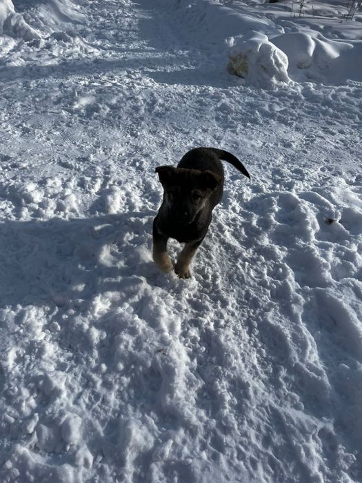 Отдам щенков бесплатно