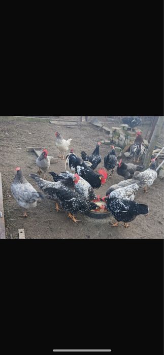 Vand familie gaini italiene