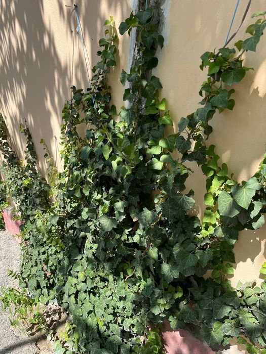 Pechak Gul devor uchun