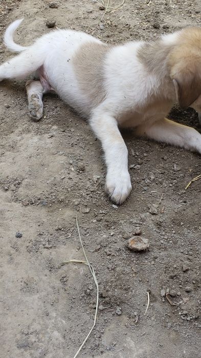 Tõğri Kelso beramon .