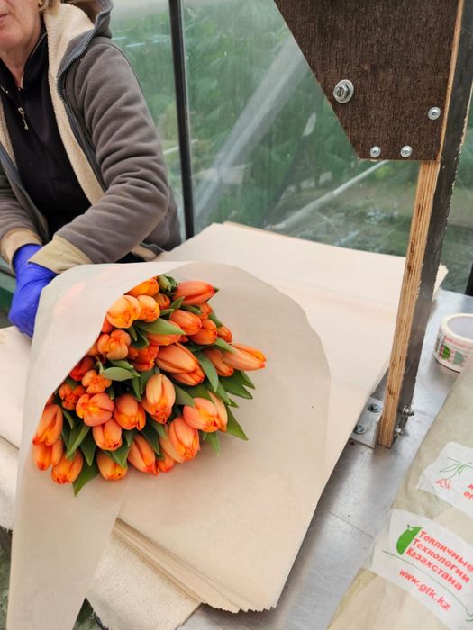 ТЮЛЬПАНЫ ОПТОМ сезон март 2026