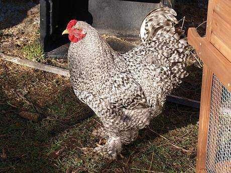 Cocoși Brahma de vanzare