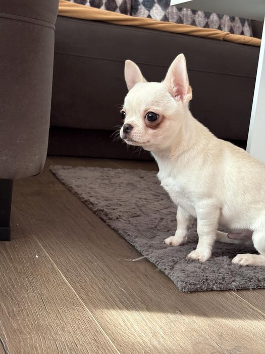 Продавам чихуахуа