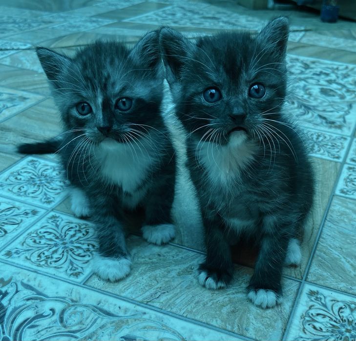 Отдам котят в добрые руки