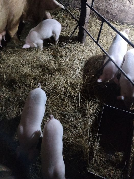 Продам месячных поросят