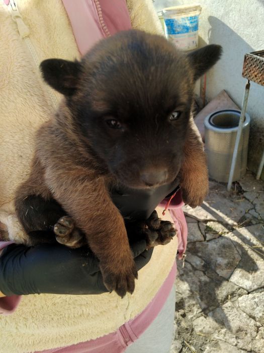 Белгийска овчарка