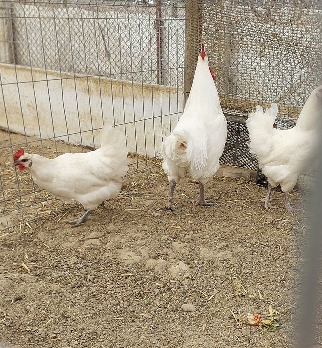 Familie de vanzare si Oua de incubat Labresse