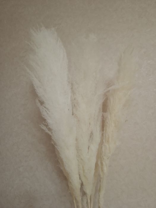 Натуральная Кортадерия сухоцвет в интерьер 1 шт трава декор