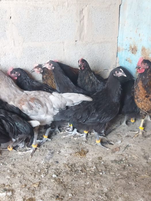 Продам куры домашние