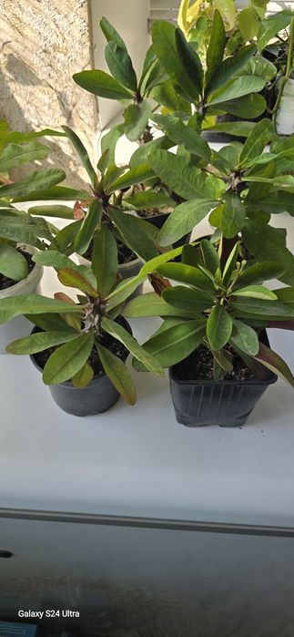 Продам комнатные цветы.