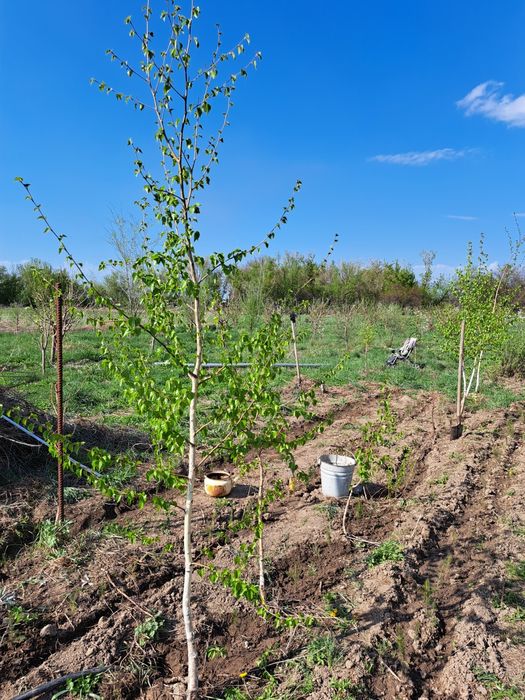Продам березы,и голубые ели до 5 метров