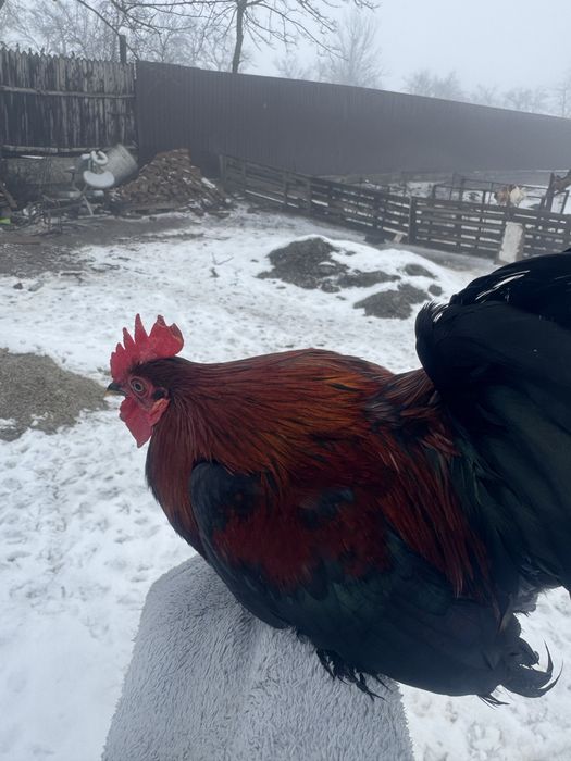 Cocosei pitici din primavara