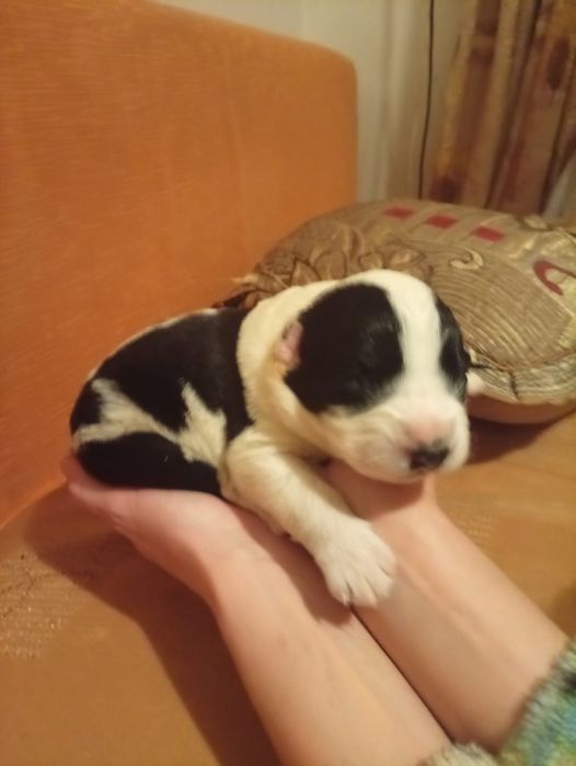 Бронь. Собака САО Алабай