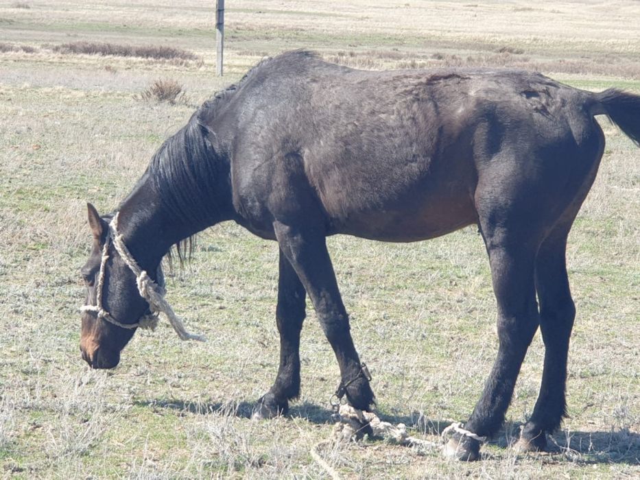 Айғыр сатылады қан ауыстыруға