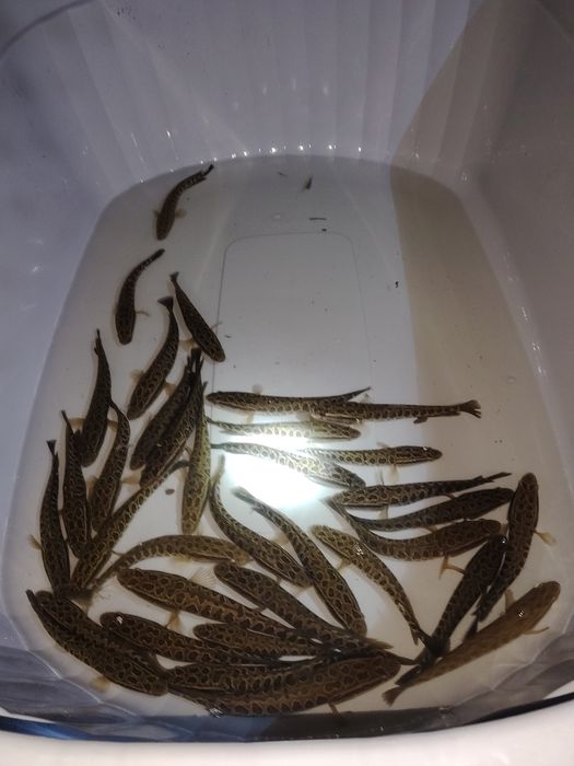 ilonbaliq sotiladi tirik