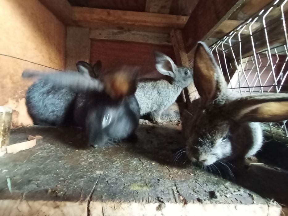 Кролики крольчата
