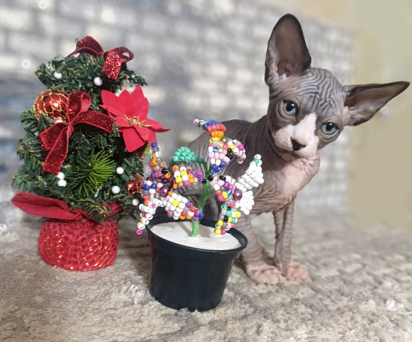 Канадский сфинкс