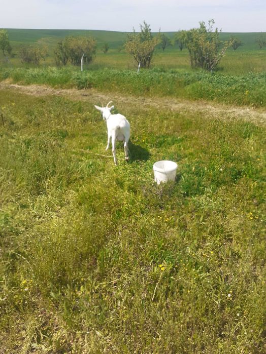 Vand 2 capre,o iada si un tap fatati in februarie a.c.