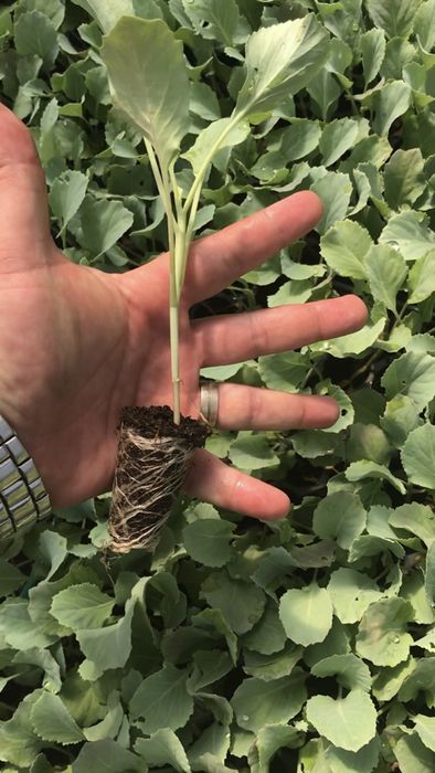 Rasad varza /rasaduri de varza de toamna Beverly,Caruso, Supreme Queen