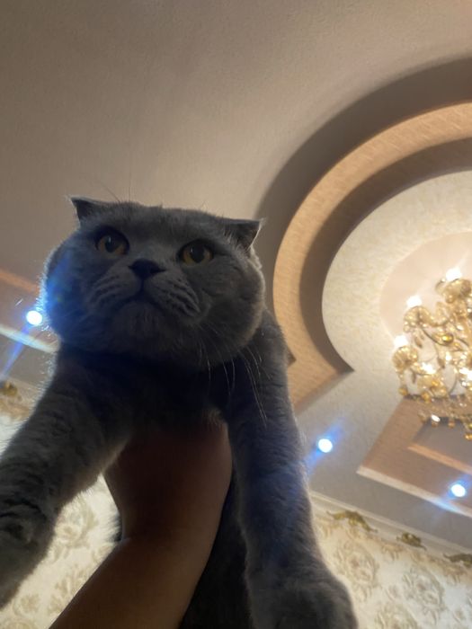 Kafot beriladi toza zot